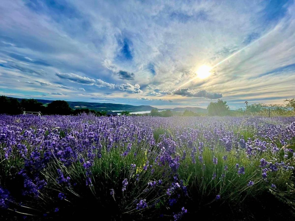Natura Hill Zebegeny - Butik Szobak Es Etterem Esterno foto