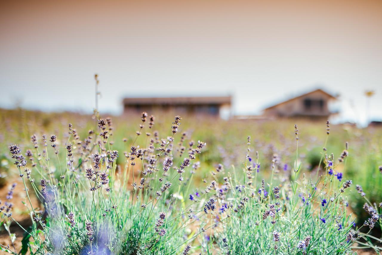 Natura Hill Zebegeny - Butik Szobak Es Etterem Esterno foto